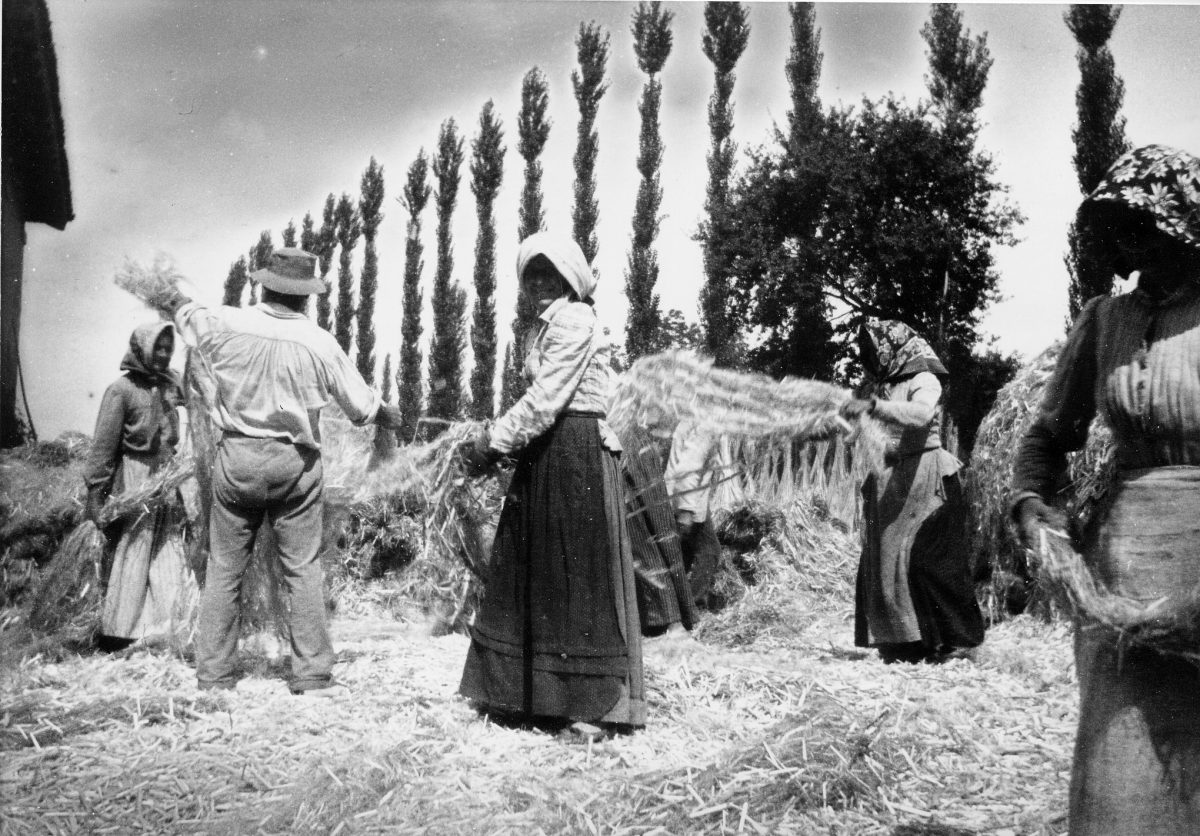 GreenForYou-storia-canapa-2